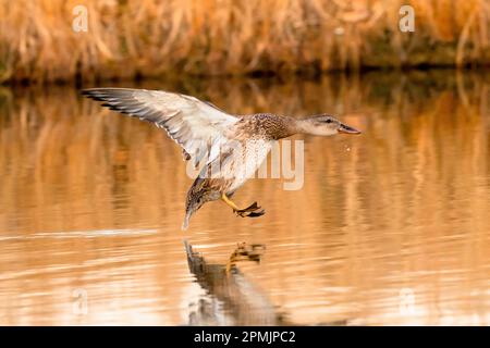 A Gadwall drake juvenile, about to land on a golden pond with outstretched wings. Close up view. Stock Photo