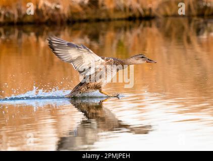 A Gadwall drake Juvenile, traveling at a high rate of speed, lands on a golden water pond during the Fall Season in Colorado. Stock Photo