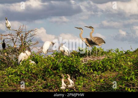This Florida rookery has many neighborly species cohabitating. Great Blue Heron siblings look on at the woodstorks while anhinga chicks observe as wel Stock Photo