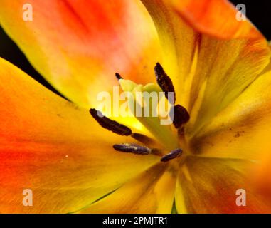 Yellow, orange, and red tulip against a black background Stock Photo