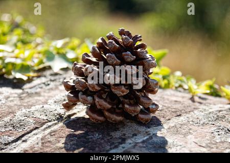Close-up shot of a pine cone in Tuscany, Italy Stock Photo