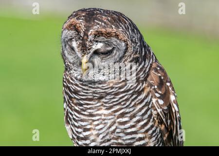 Chaco Owl Strix chacoensis Leeds Castle Falconry Centre Leeds