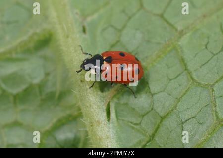 Natural closeup on the small and colorful eleven-spot ladybird or lady beetle, Coccinella undecimpunctata sitting on a green leaf Stock Photo