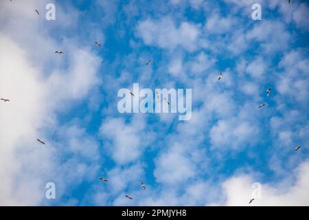 A Seagulls silhouetted against a clear sky, with white clouds in the background Stock Photo