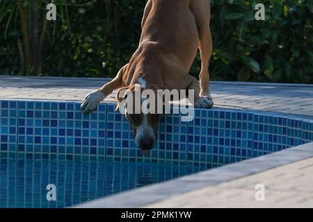 Close up thirsty dog drinking water from pool. Selective focus of dog. Stock Photo