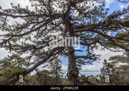 The black pine is the heraldic tree in the Troodos Mountains. The robust tree is exposed to wind and snow. Hiking in the Troodos Mountains, Cyprus Stock Photo