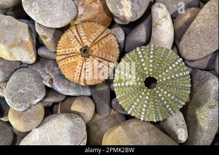 Sea urchin shells. Dermascheletro riccio di mare. Stock Photo