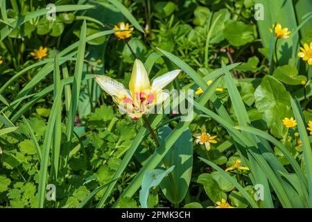 Yellow and red Kaufmanniana tulip Tulipa Giuseppe Verdi blooms in a garden in April Stock Photo