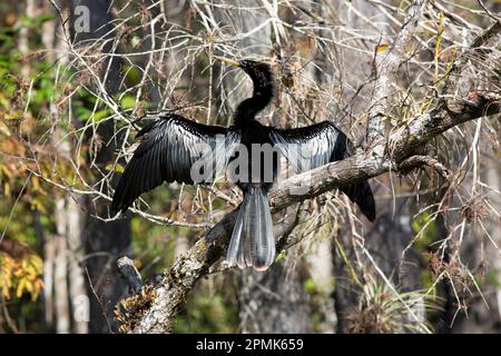 Anhinga anhinga perched within the forest of Big Cypress Preserve. Muted grays and warm coppery leaves set off the dapper bird feathers to good effect Stock Photo