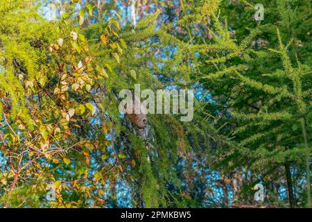 A wasp's or hornet's nest hanging on a larch tree Stock Photo