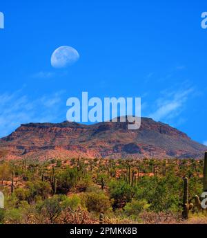 Moon rising Sonora desert in central Arizona USA Stock Photo