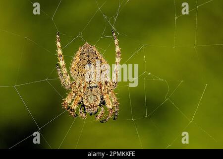 Orbweb spider (Socca pustulosa) Stock Photo
