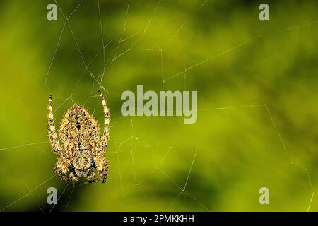 Orbweb spider (Socca pustulosa) Stock Photo