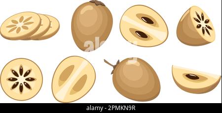 Sapota fruits set Stock Vector