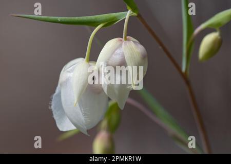 Calochortus albus, White Fairy Lantern Stock Photo