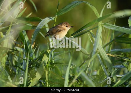 A slightly damp adult Australian Reed-warbler -Acrocephalus australis- bird with missing tail feathers perched in thick, tall, wet grass Stock Photo