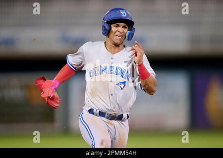 Dunedin Blue Jays shortstop Manuel Beltre (7) during an MiLB Florida State  League baseball game against the Tampa Tarpons on April 13, 2023 at TD  Ballpark in Dunedin, Florida. (Mike Janes/Four Seam