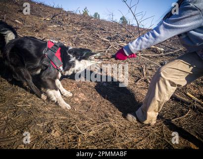 Border collie pulling a stick that a young woman is holding. Dog dental care concept Stock Photo