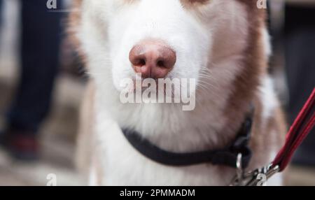 Detail of wet pink dog snout. Light brown siberian Husky Stock Photo