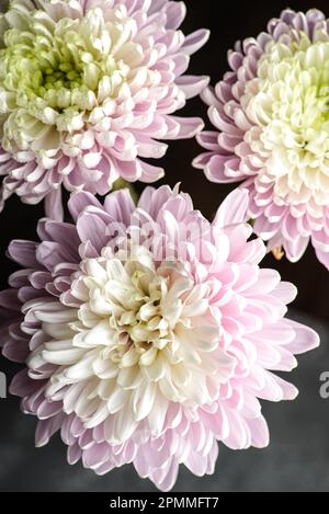 chrysanthemum on a black background with droplets and splashes Stock Photo