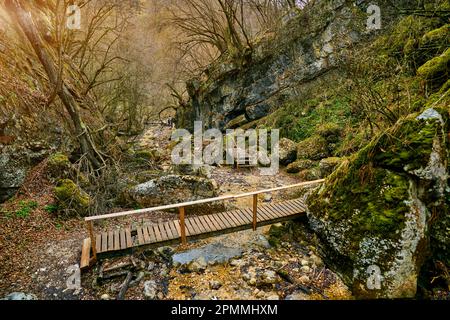 fabulous forest in the mountains with waterfalls and moss Stock Photo