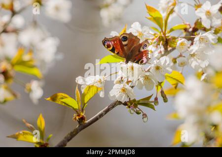 European peacock butterfly, Aglais io, feeding on some white blossoms, Wembley, UK Photo by Amanda Rose/@amandarosephoto Stock Photo