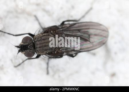 A small black fly sitting, resting on the wall of a building. Housefly. Stock Photo