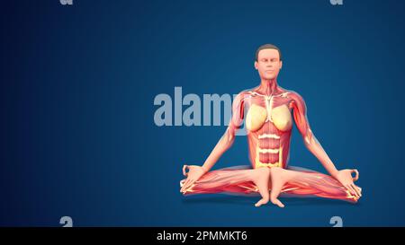 3D human Mulabandhasana or Root Lock yoga pose on blue background Stock Photo