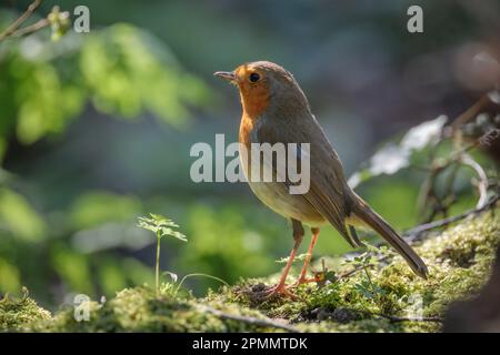 European Robin, Erithacus rubecula, on a moss covered log, looking into the distance. Barn Hill, Wembley, UK. Photo by Amanda Rose/Ģ����ý Stock Photo