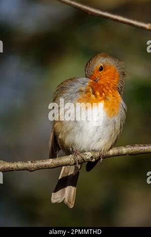 European Robin, Erithacus rubecula, preening himself on a twig. Barn Hill, Wembley, UK. Photo by Amanda Rose/Alamy Stock Photo