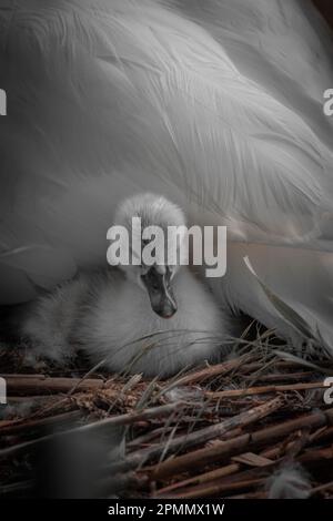 THE MOST ADORABLE images of a newborn swan, a cygnet, in its pristine white colour have been captured in Bedford. Stock Photo