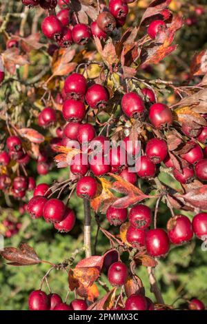 Bright red Common Hawthorn (Crataegus monogyna) berries in Autumn, England, UK Stock Photo