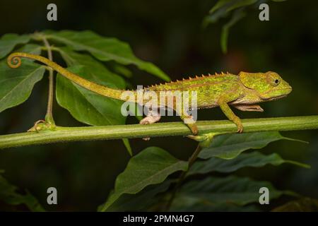 Calumma brevicorne, the short-horned chameleon, endemic to Madagascar. Green lizar in the nature habitat. Chameleon in Andasibe Mantadia NP in Madagas Stock Photo