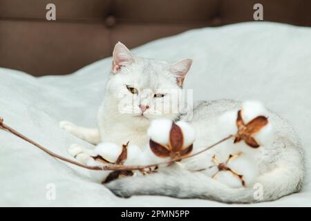 Beautiful silvery british cat plays with a branch of cotton on a gray bedspread. Stock Photo