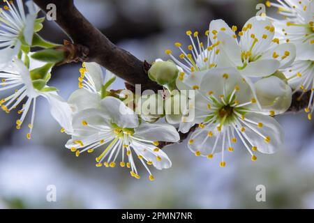 Floral background with white flowers and green leaves. Plum blossoms in the spring garden. Wild plums tree blossom blooming. Macro, close-up.Selective Stock Photo