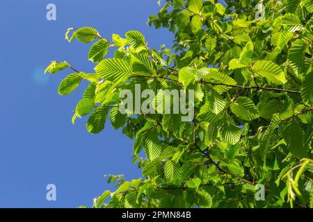 Young green new elm leaves on a branch against a blue sky. Stock Photo