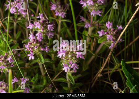 The macrophoto of herb Thymus serpyllum, Breckland thyme. Breckland wild thyme, creeping thyme, or elfin thyme blossoms close up. Natural medicine. Cu Stock Photo