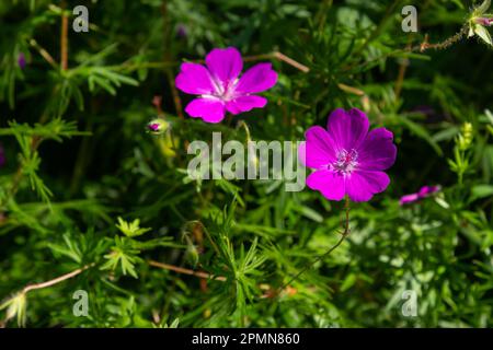 Purple flowers of Wild Geranium maculatum close up. Spring nature, spring garden. Geranium maculatum, the wild geranium is a perennial plant native to Stock Photo