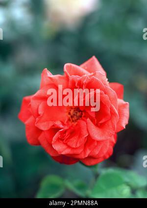Flora. Close up of Red Rose bloom in English garden. Stock Photo