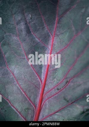 Plant. Close-up of Cabbage leaf. Stock Photo