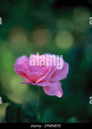 England. Somerset. Growing flower. Pink Rose. Stock Photo