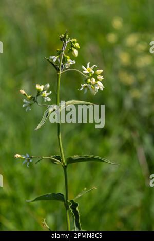 Vincetoxicum hirundinaria subsp. hirundinaria, white swallow-wort. Wild plant shot in summer. Stock Photo