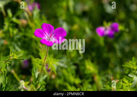 Purple flowers of Wild Geranium maculatum close up. Spring nature, spring garden. Geranium maculatum, the wild geranium is a perennial plant native to Stock Photo