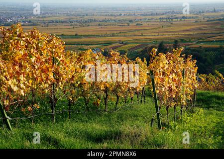 Vineyard, Maikammer, Southern Wine Route, Rhineland-Palatinate, Germany Stock Photo