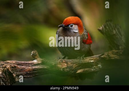 Red and grey songbird Red-tailed Laughingthrush, Garrulax milnei, sitting on the rock with dark background, China. Bird in the green begetation. Stock Photo