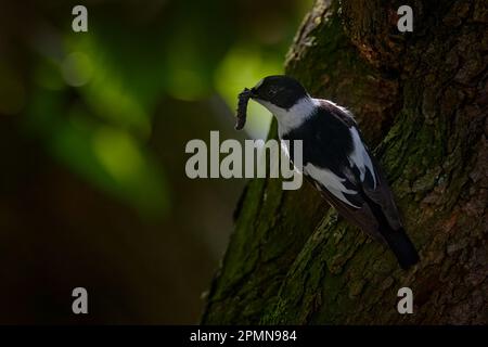 Collared flycatcher, Ficedula albicollis, black and white small passerine bird near the tree trunk nest hole. Flycatcher with catch in bill, green ins Stock Photo