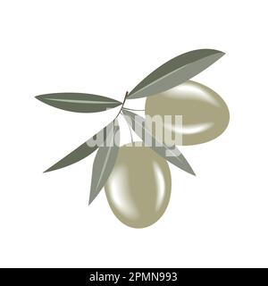 Olive branch with two delicious green olives, vector illustration isolated on white background Stock Vector