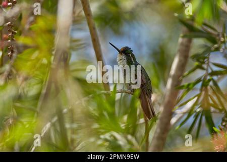 Tropic forest bloom with bird Female hummingbird purple-throated mountaingem, Lampornis calolaemus, with flower in the tropic forest, Talamaca, Costa Stock Photo