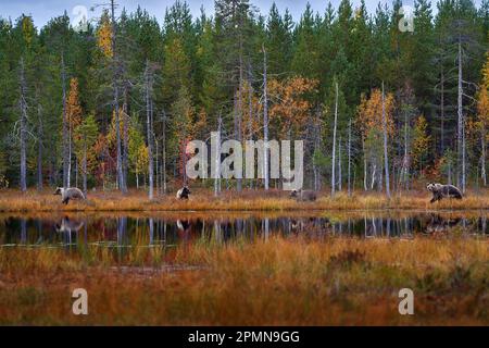 Brown bear mother with three cub baby. Autumn wildlife in Finland. Brown bears in the nature habitat, Finnish taiga, orange trees with lake, mirror re Stock Photo