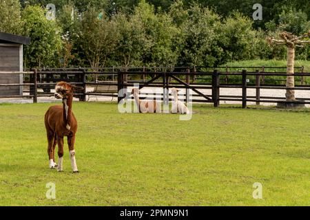 An adorable light brown and white alpaca looks straight into the camera. Two alpacas are eating and lounging on green grass meadow. Curious funny Stock Photo